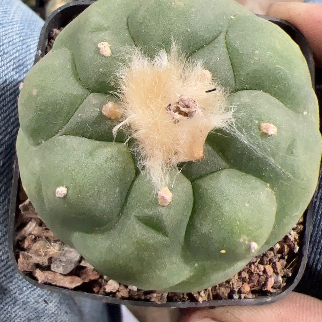 无花朵廖*生实生草球4677889