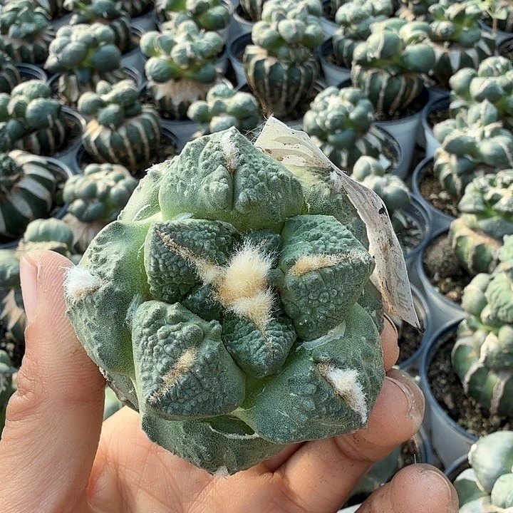 无花朵753黑斯拉牡丹