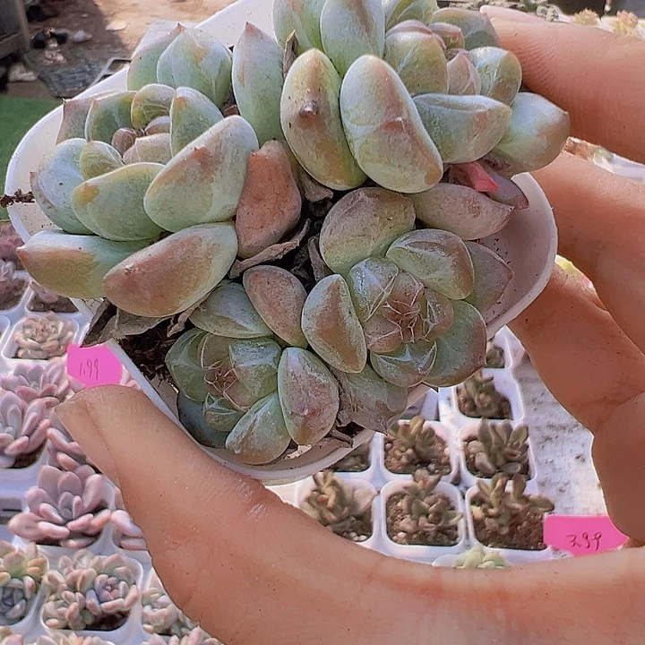 刚毅群19包邮多肉植物