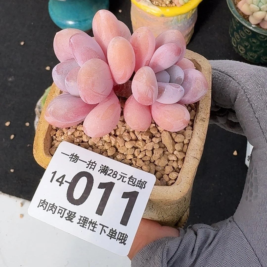 粉兔无盆土发货无盆土发货无