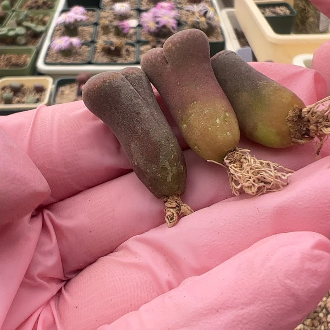 834 好看的多肉冲冲冲q