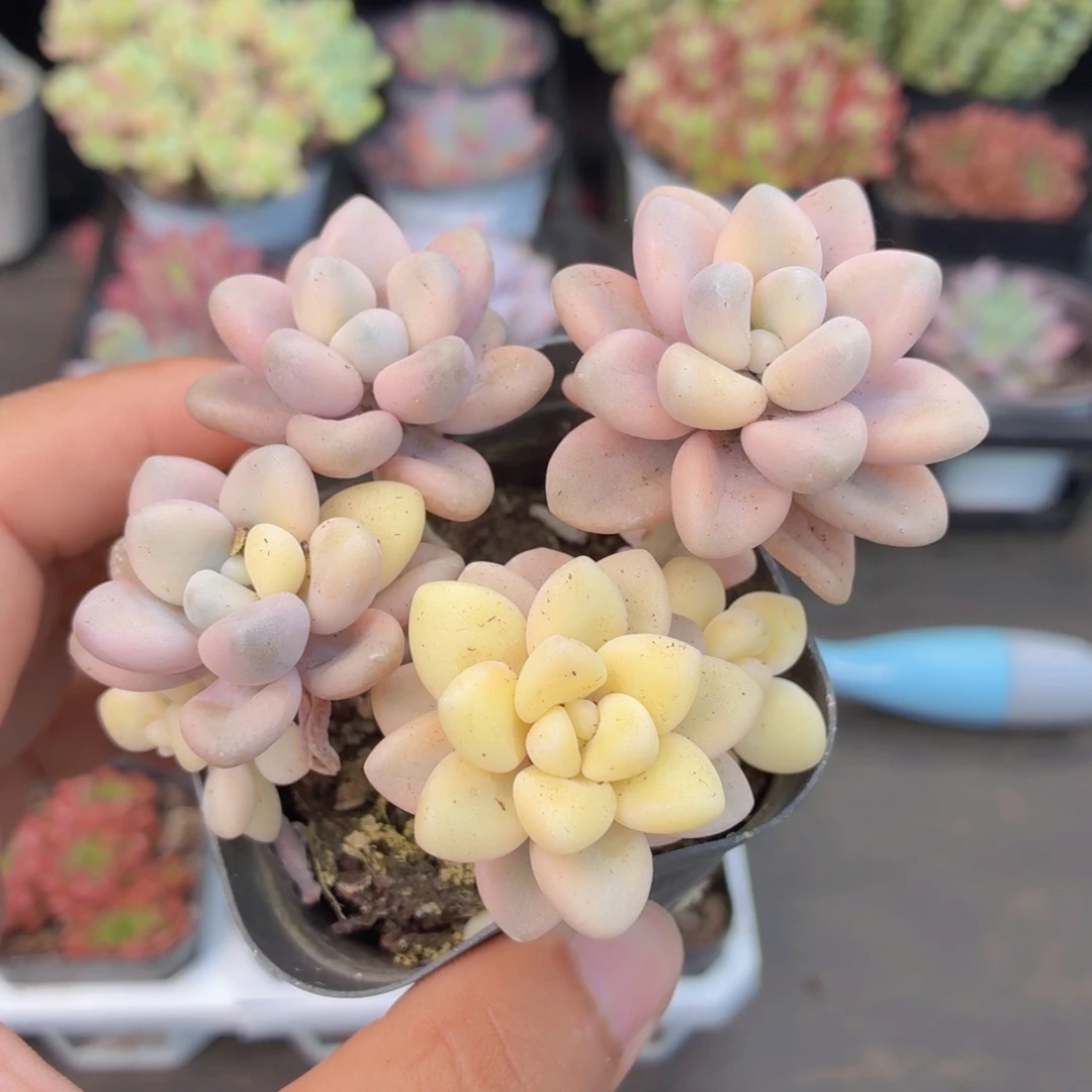 爱神锦多肉9.9包邮发货