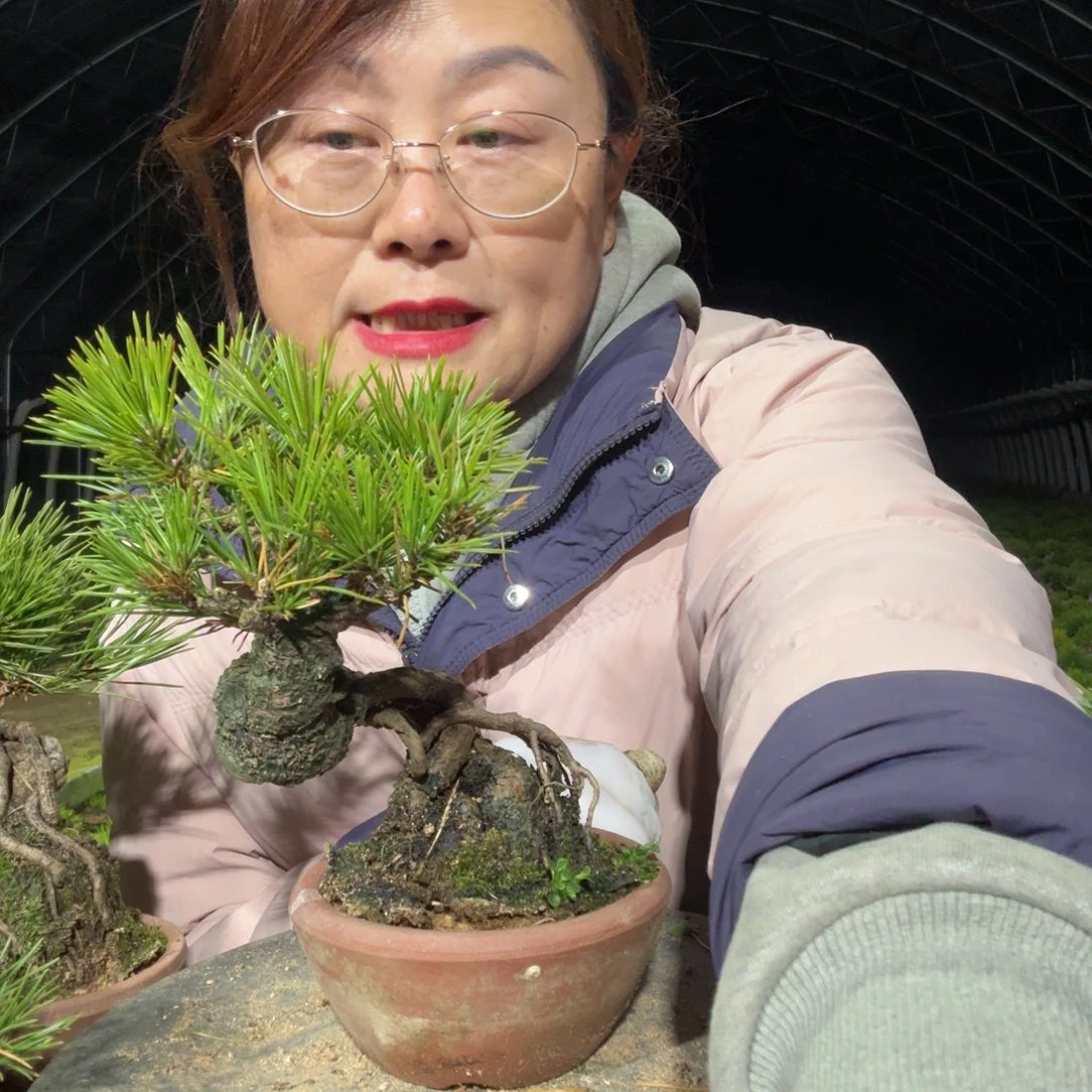 广***理完全开放三河黑松盆景
