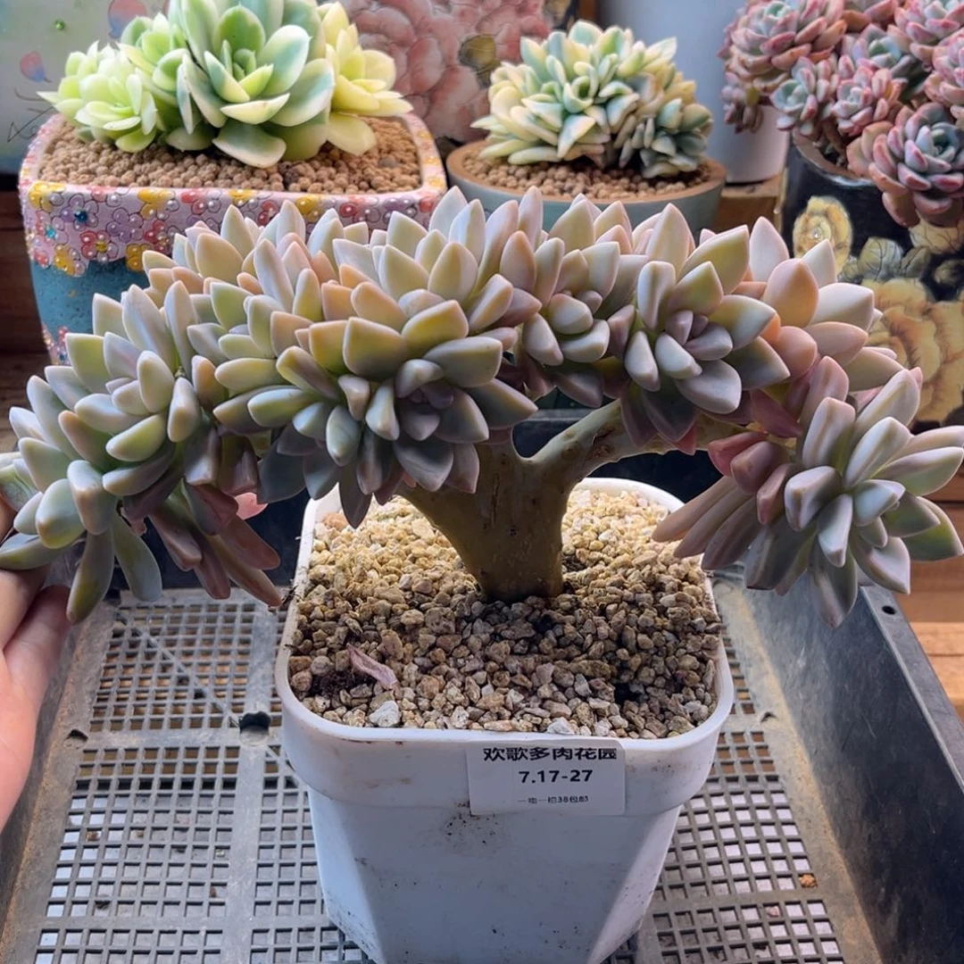 7.17-27淡雪缀化11111