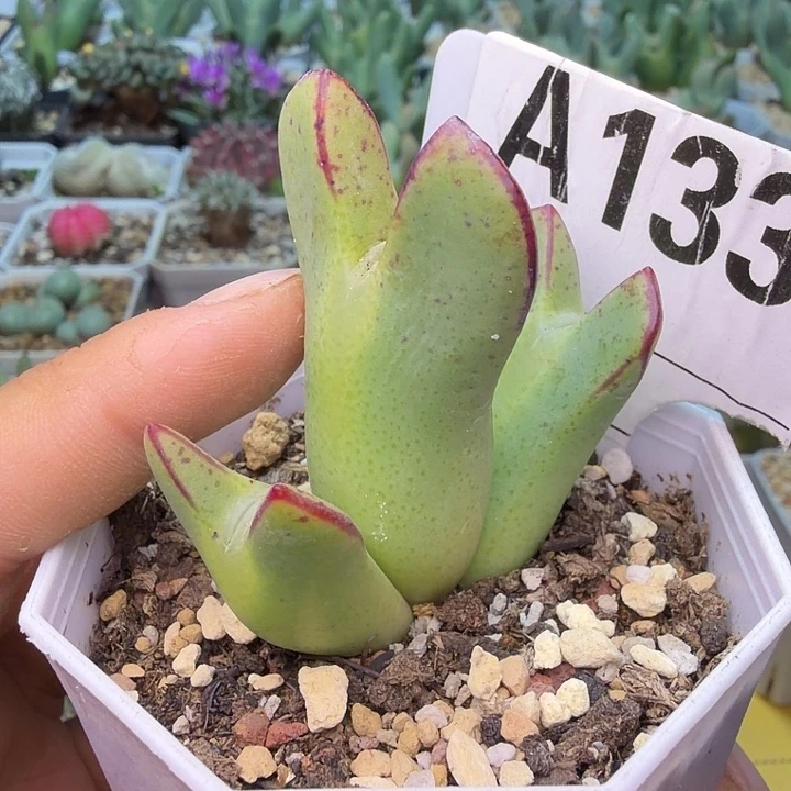 133。满38包邮肉锥