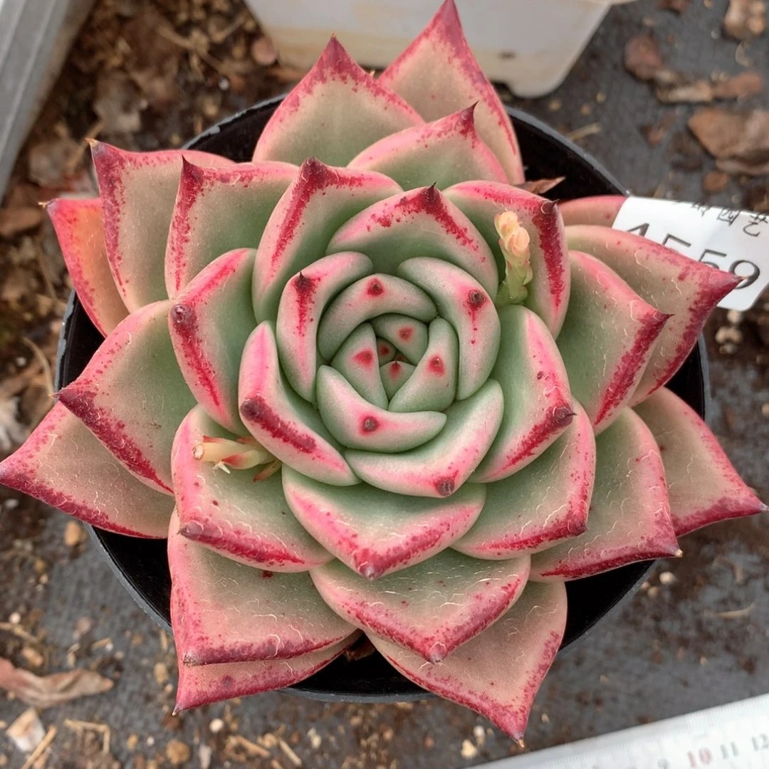 4559杂交多肉植物