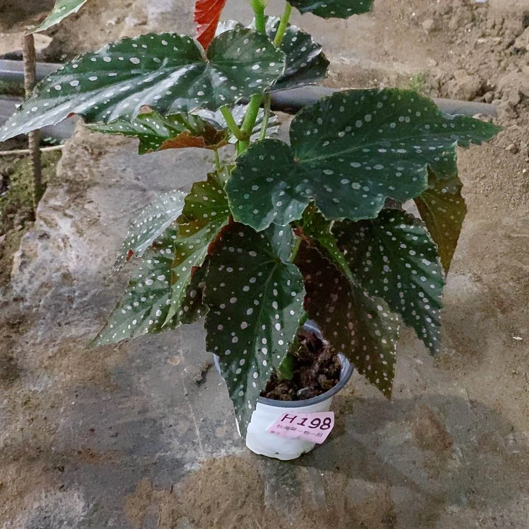 不开花植物拿***糖秋海棠198