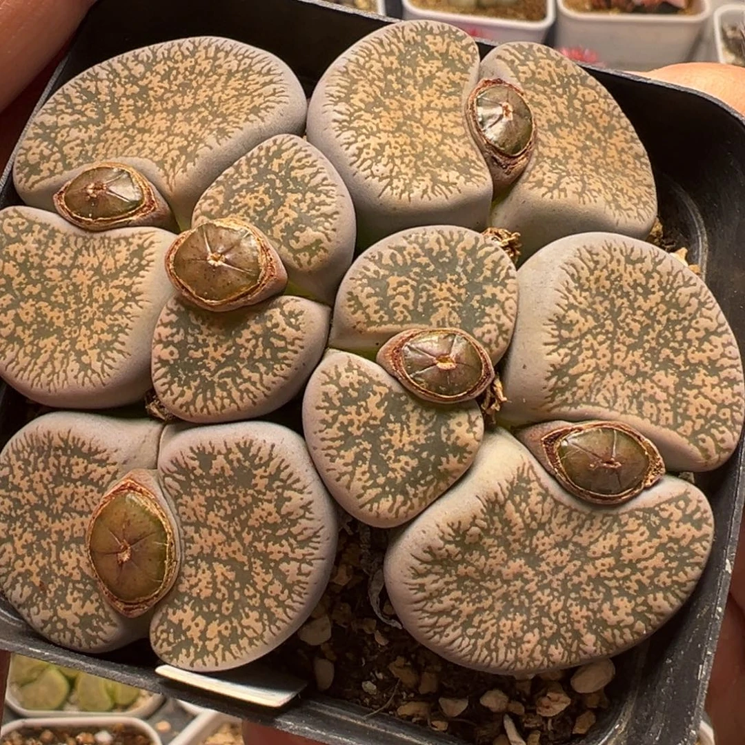 蝌蚪纹弁天群多肉植物百科