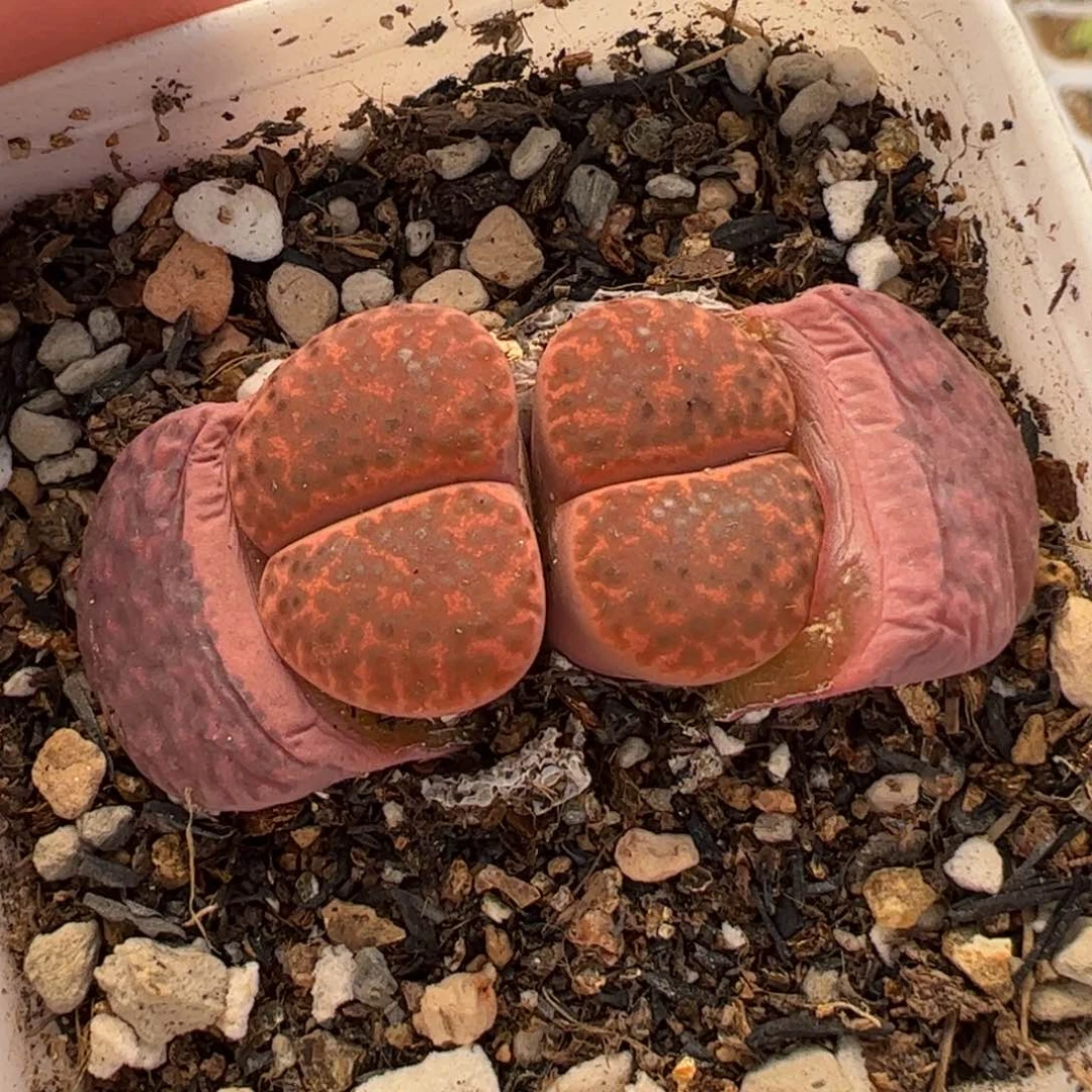 851多肉植物百科