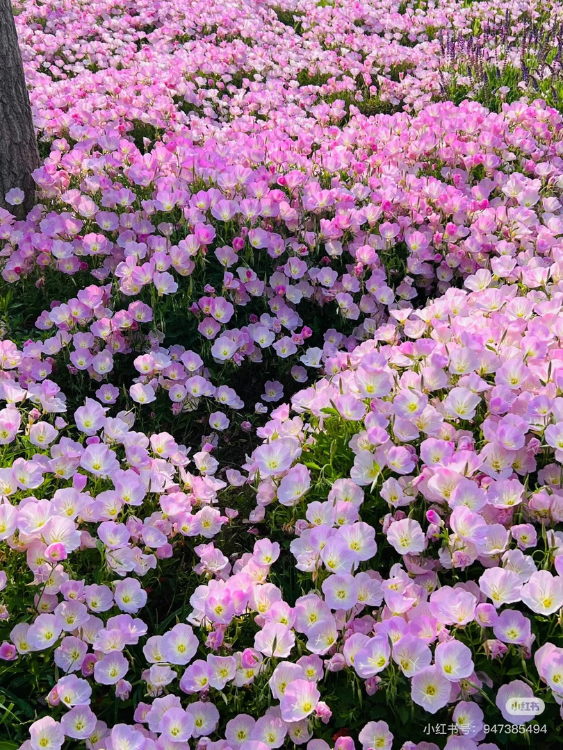 【美丽月见草】（拍6盆发8盆）盆栽花园植物庭院花境粉花耐寒宿根花卉