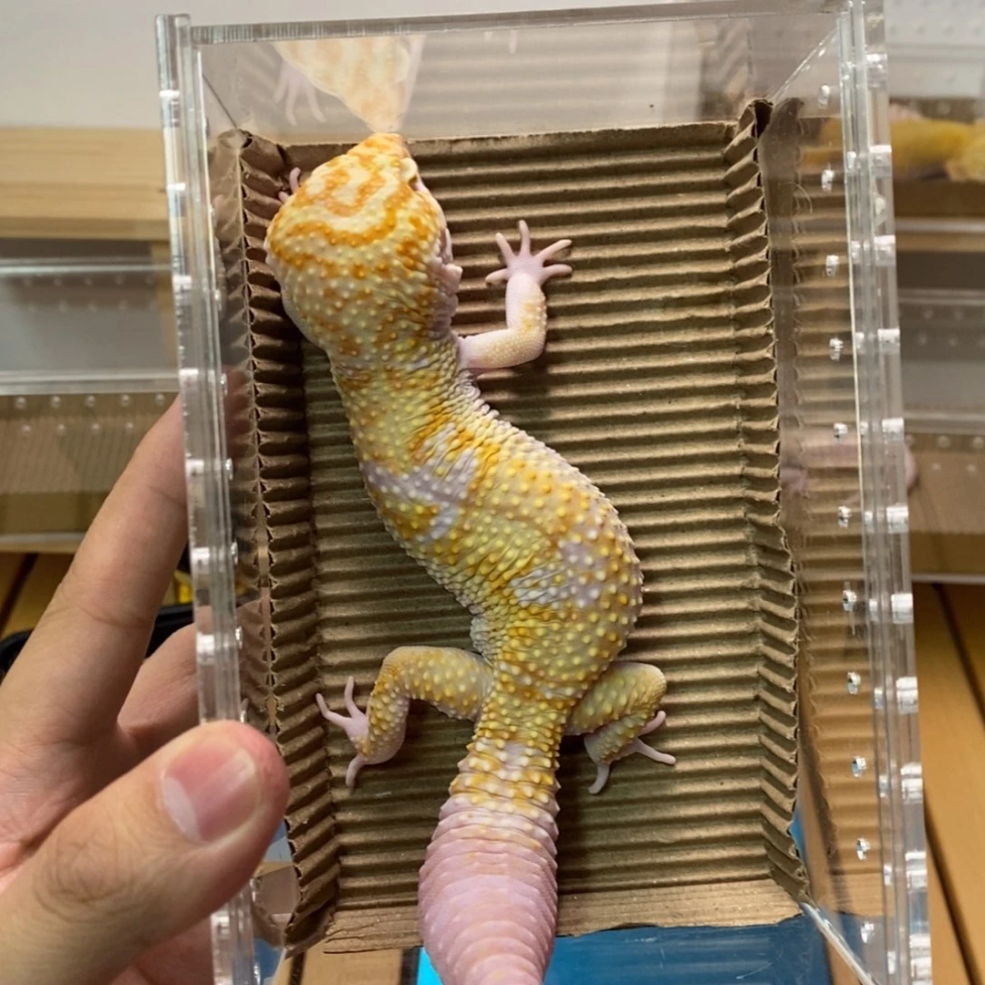 豹纹守宫精品豹纹