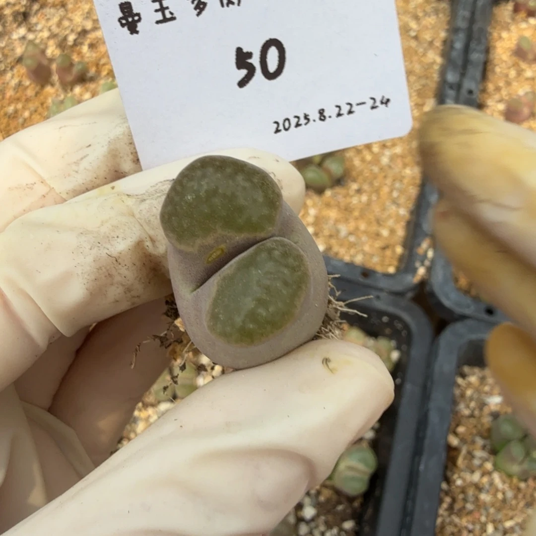 卷****多肉多肉多肉8.22-050