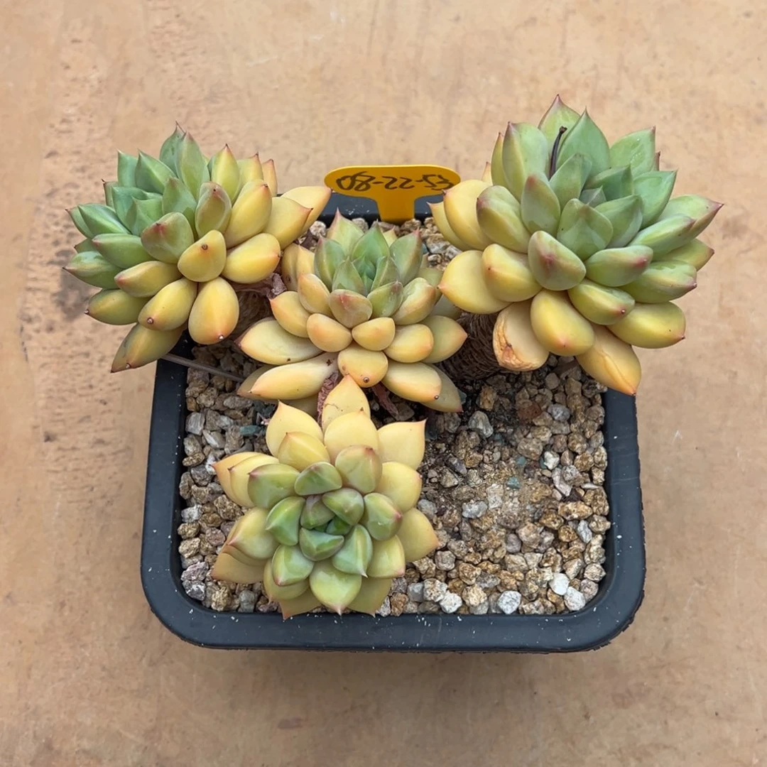 08-22-52红象牙多肉植物