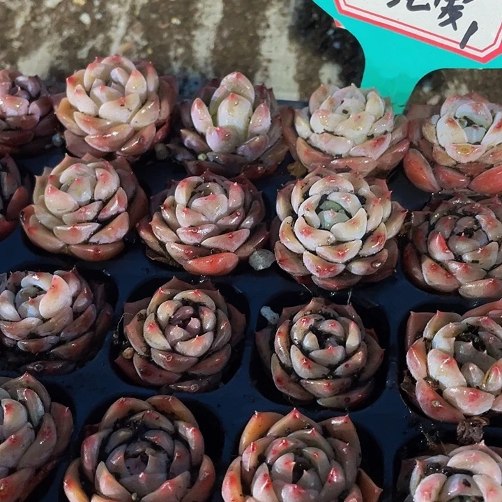 小纯爱1元带土发