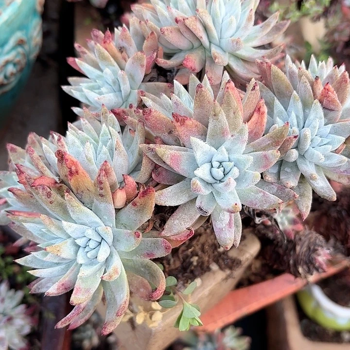 仙女杯多肉植物盆栽