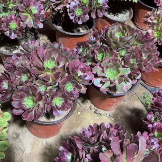 安娜法师12.8脱土发货