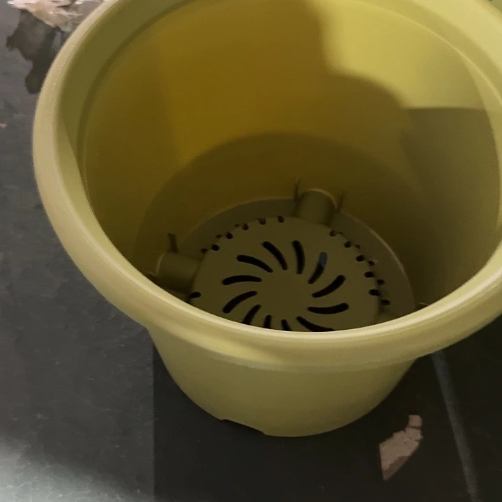 四季6号果绿无托7个特价微瑕