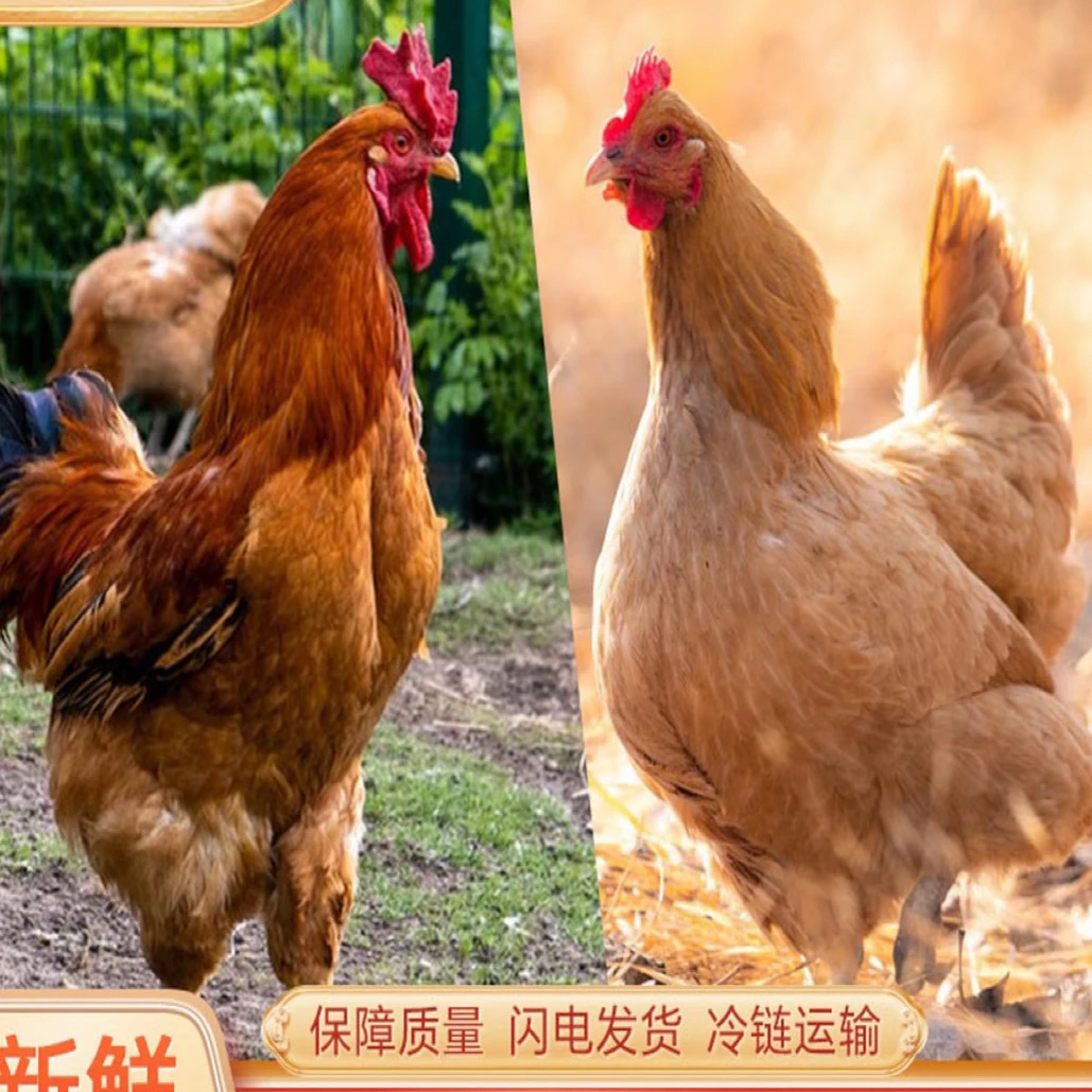 公鸡母鸡组合2只装现宰现杀顺丰包邮