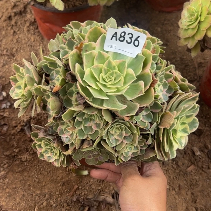 女妖多肉植物836.