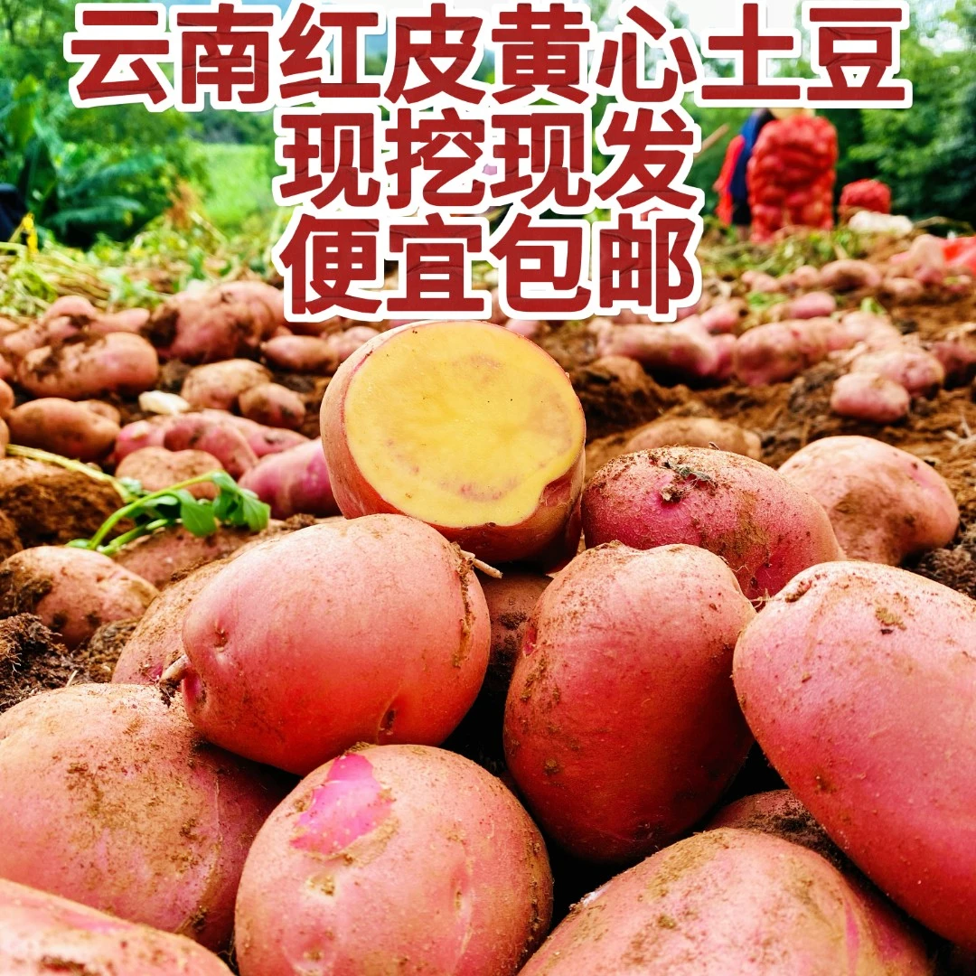 云南红皮土豆现挖现发软香甜粉糯沙面黄心农家高山南方蔬菜马铃薯