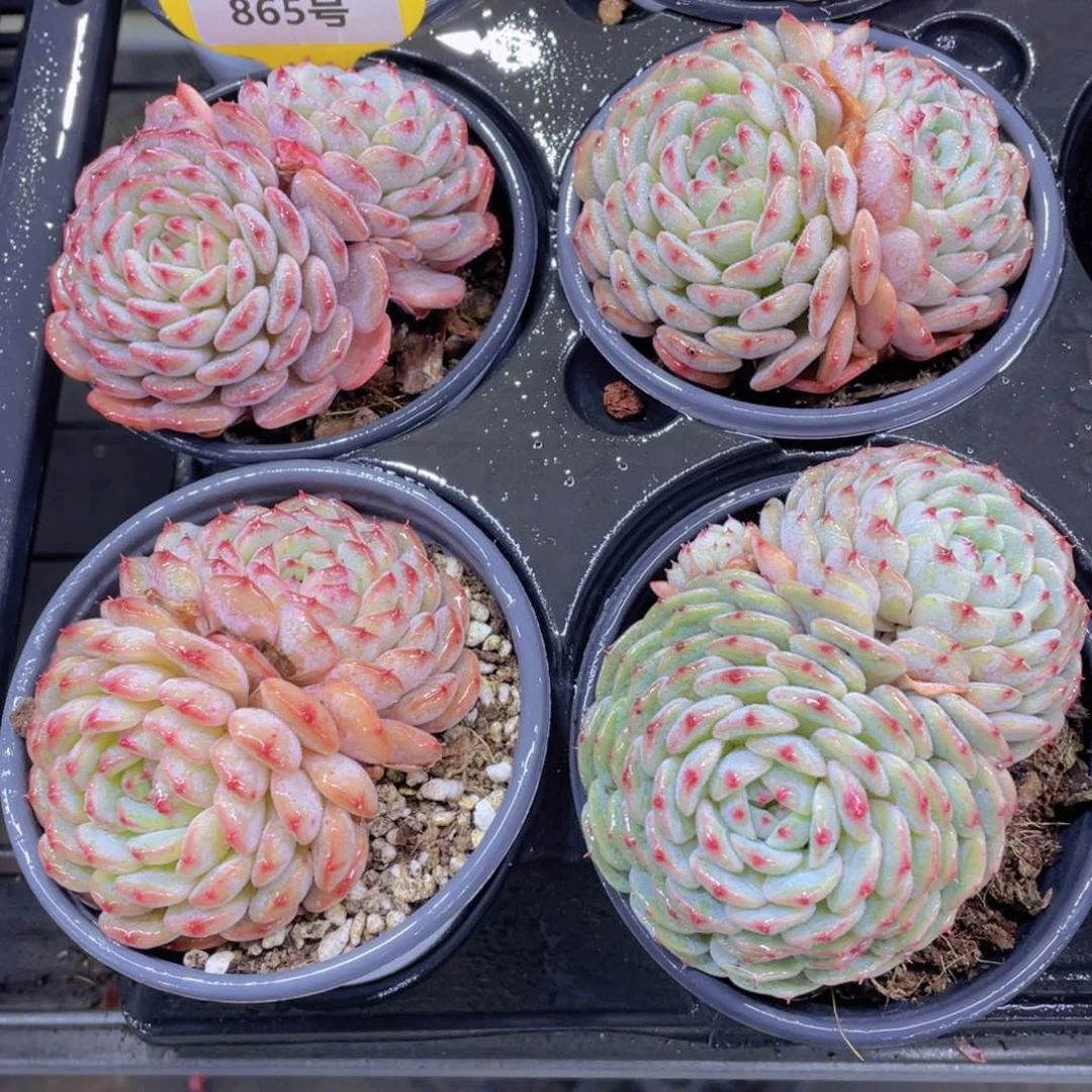 865号手拉手白胖子双头一个