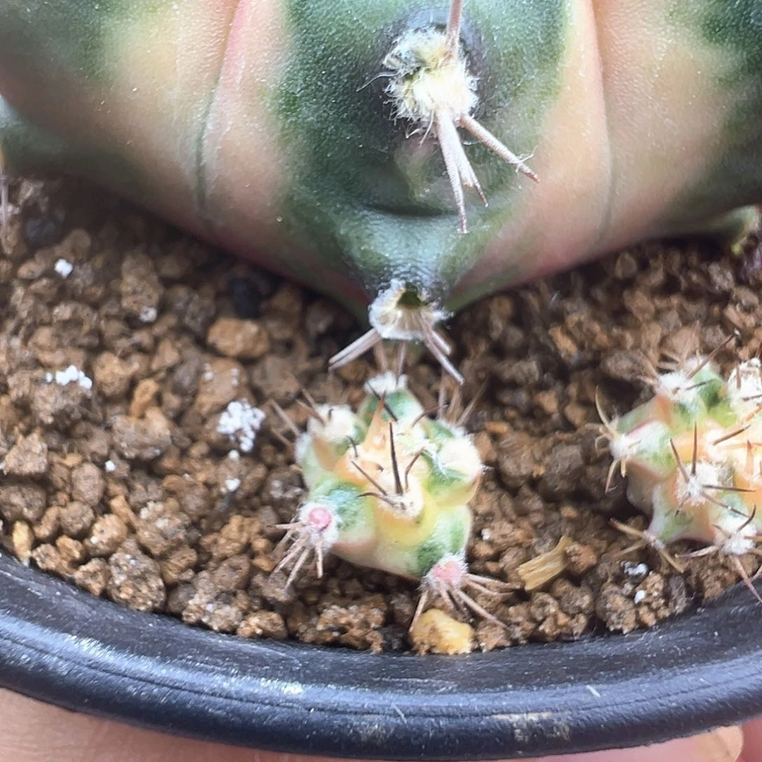 一**淡小马克侧芽带盆土发货