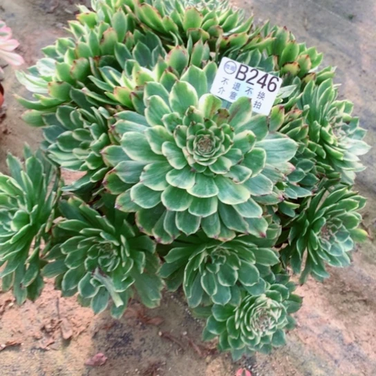 若***离多肉植物246玉兔