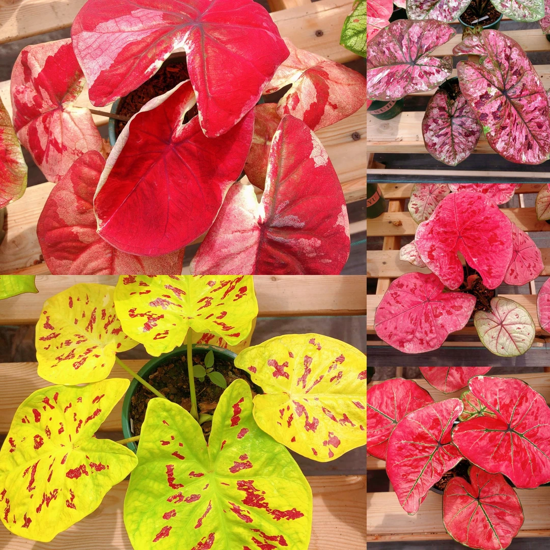 热带植物   泰国彩叶芋热值一号综合链接   具体以直播间展示为准