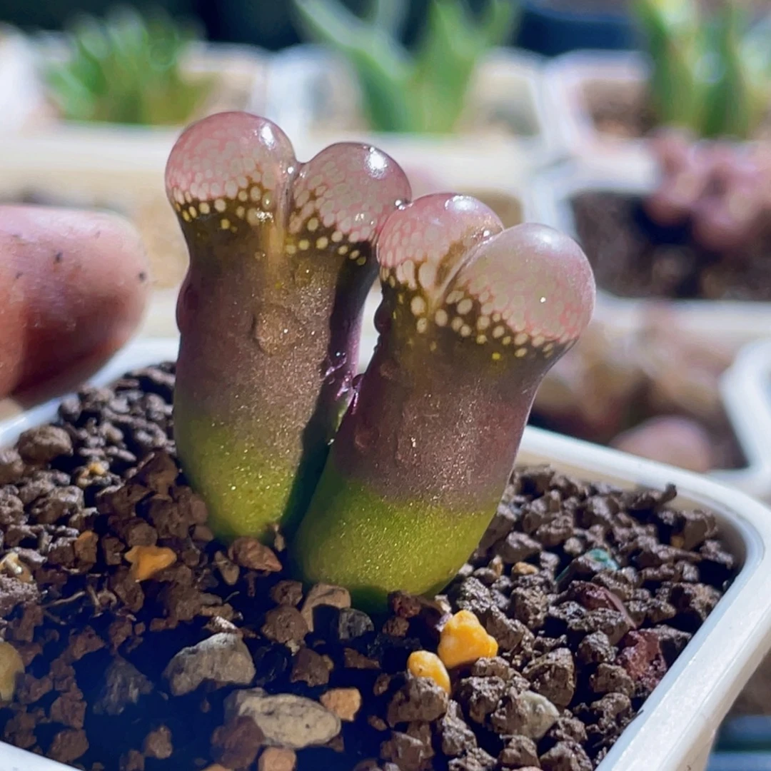 双头灯泡窗风铃植物一物一拍