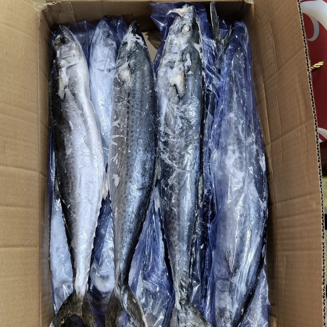 （到手3条）冷冻鲅鱼新鲜鲅鱼净重5斤
