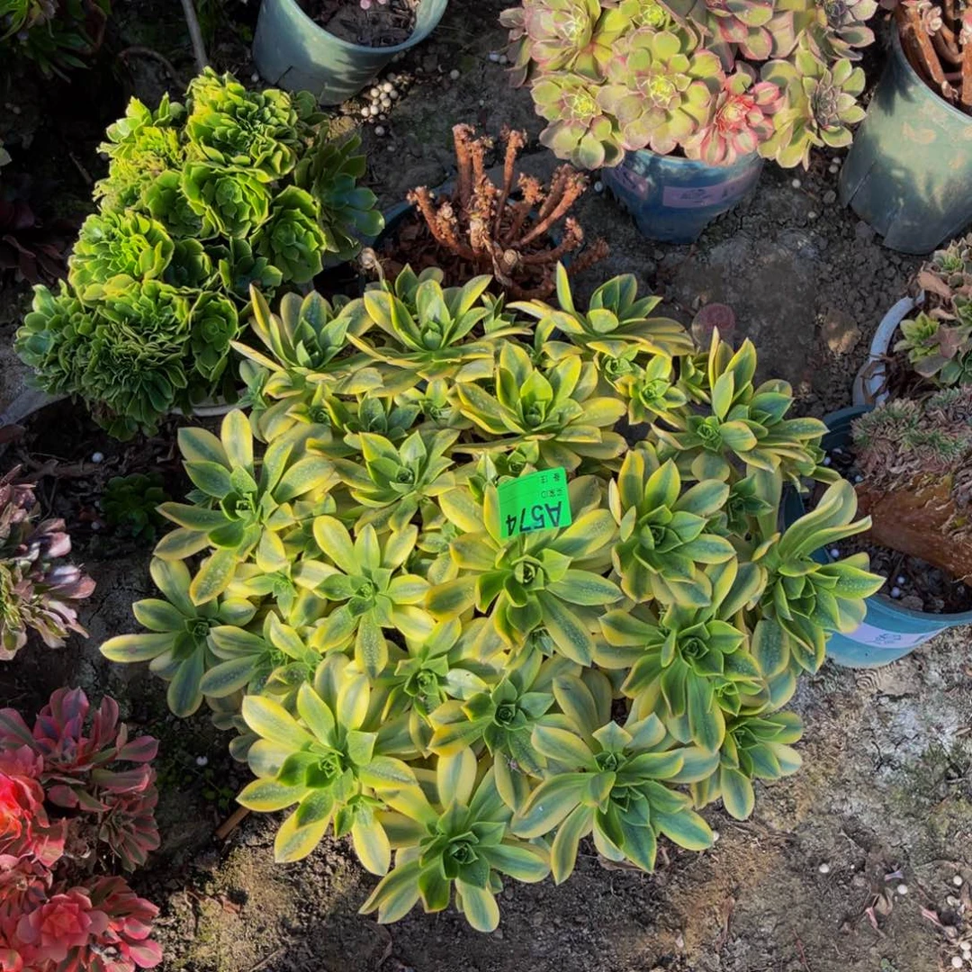 星爆法师朵朵5-2¥¥