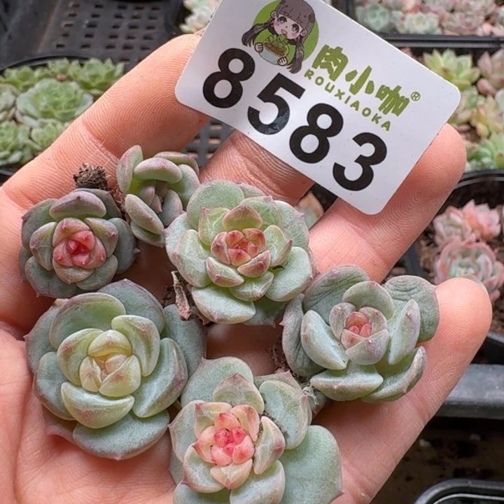 当前无花朵，栽培后可花朵长**里多肉植物多肉植物