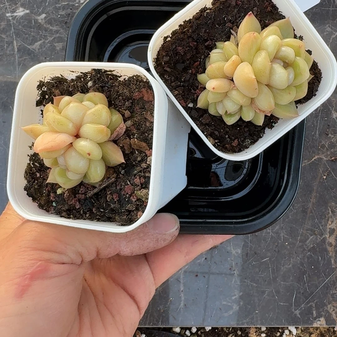 杂交新品珍妮多肉1066