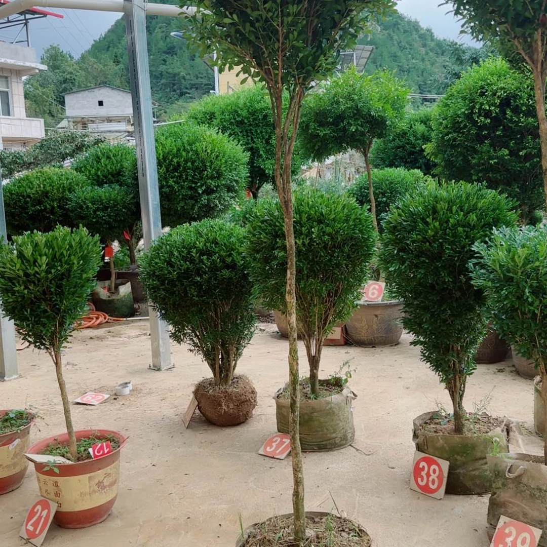 不开花植物小叶雀舌黄杨