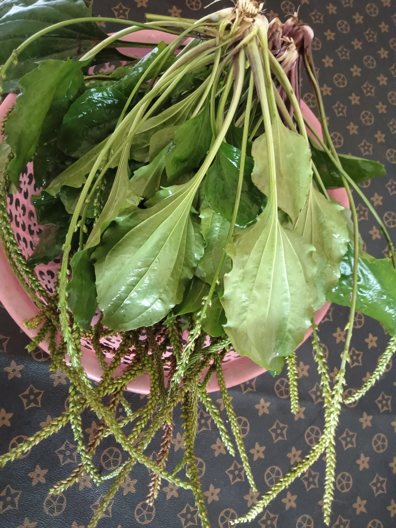 四川省泸州市 野生车前草