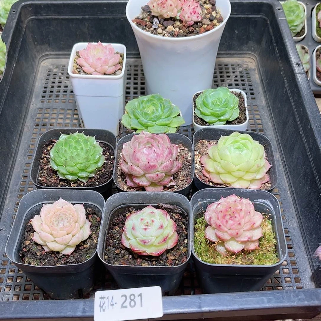 花利美14-281框拍10颗