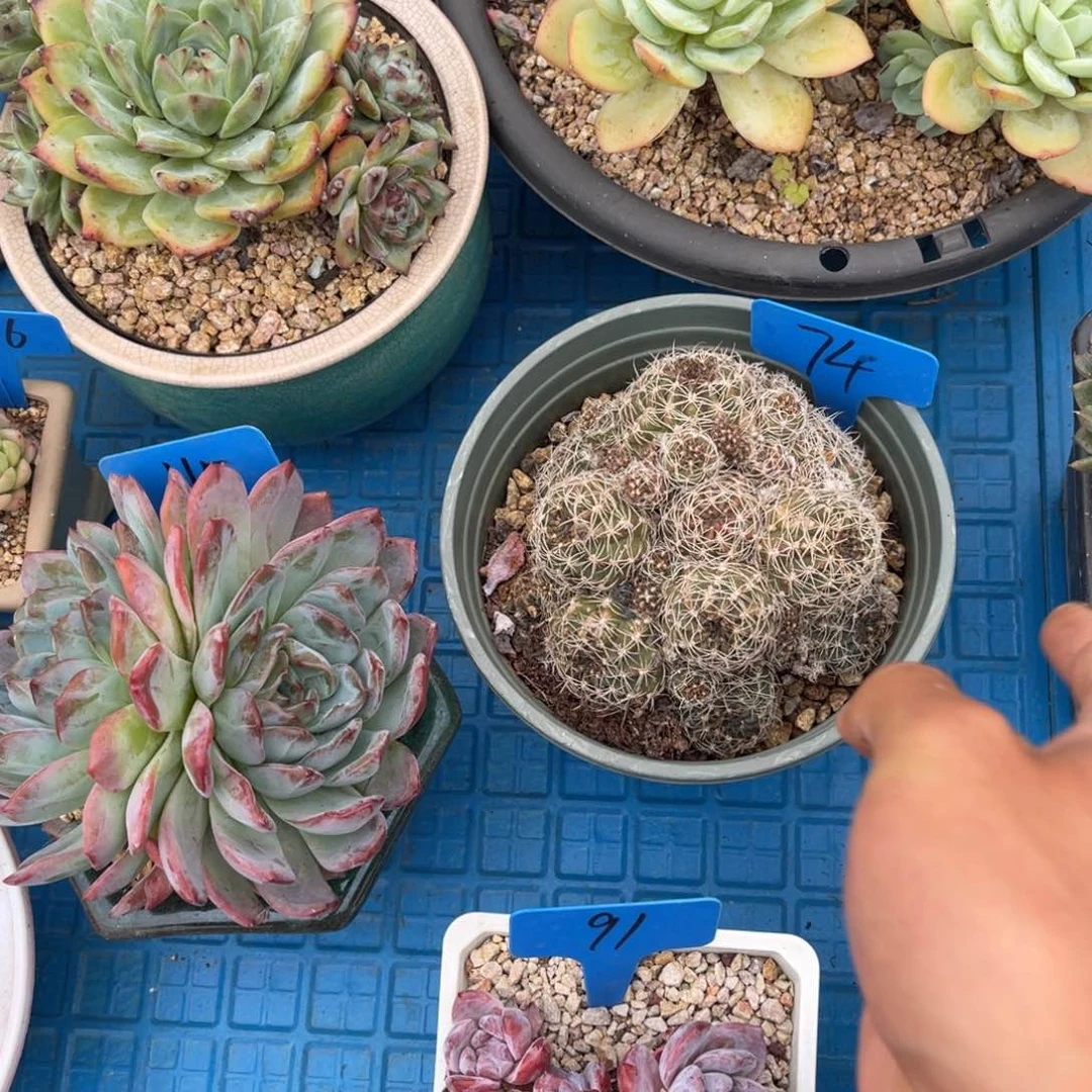 流****降0074仙人球多肉