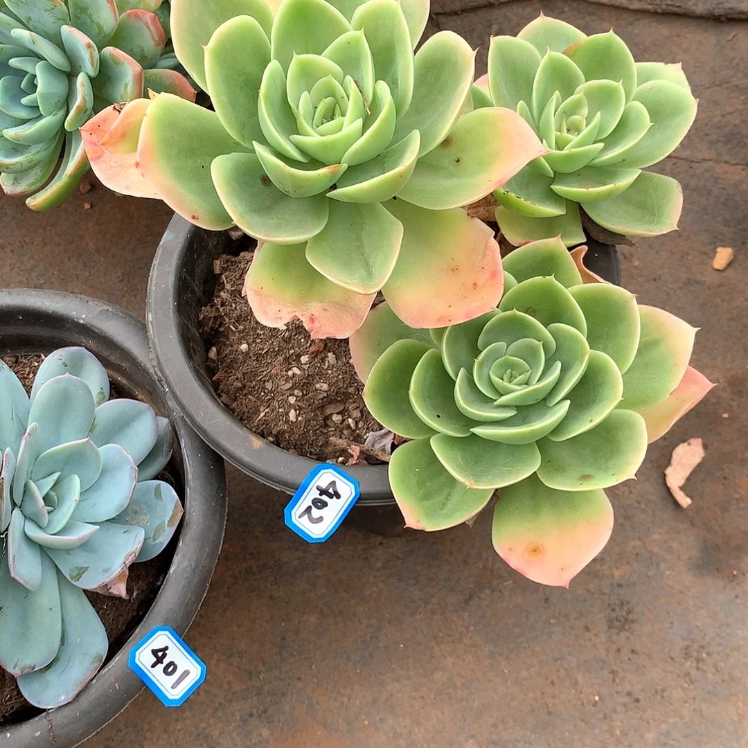 402星纳塔一物一拍多肉