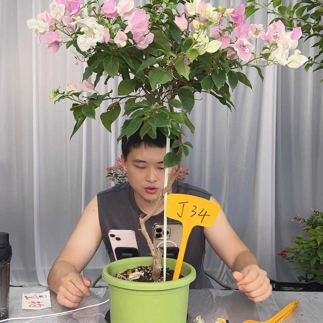 a***l大部分开放少量花苞J34广红樱