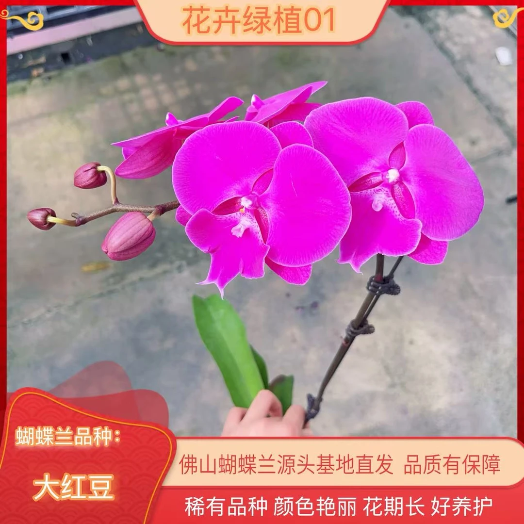 【大红豆01】蝴蝶兰带花苞基地直发.室内花.花期长.年花