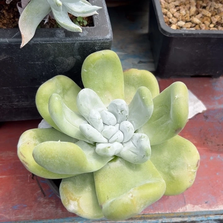 宽叶拇指～一物一拍0845