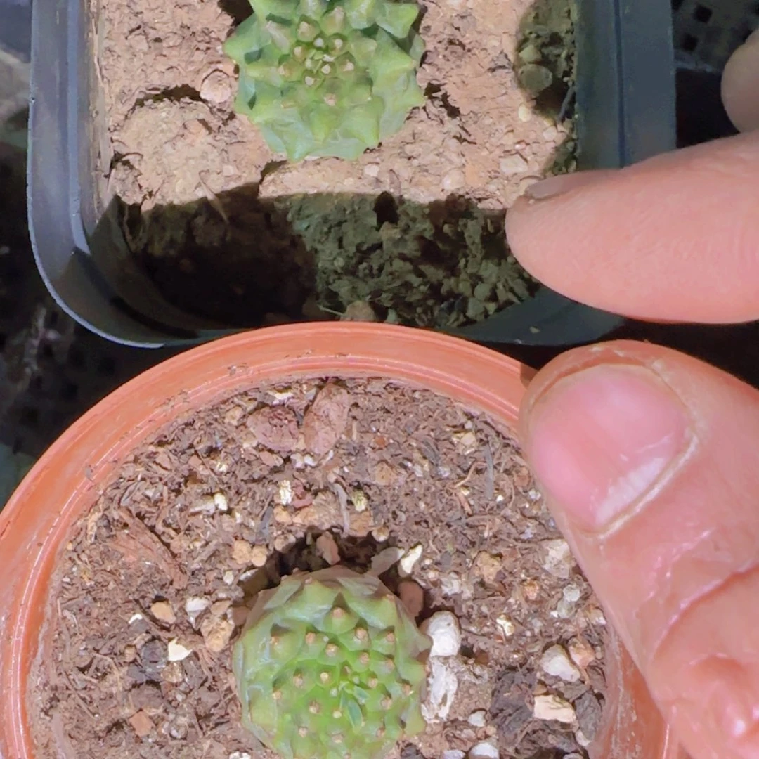 块根植物块根植物