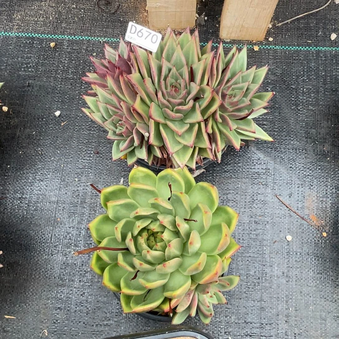 若如东云组拍D670