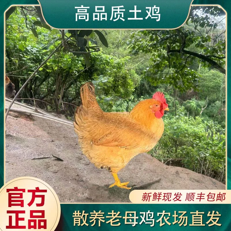 散养走山老母鸡盐焗红烧清蒸
