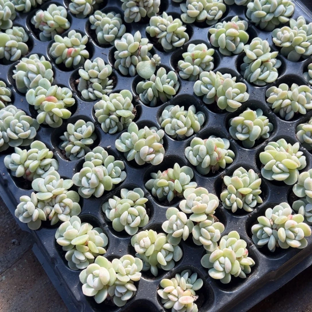 白底冰玉三头群到手5颗 大小3cm 量拍多肉满18包邮