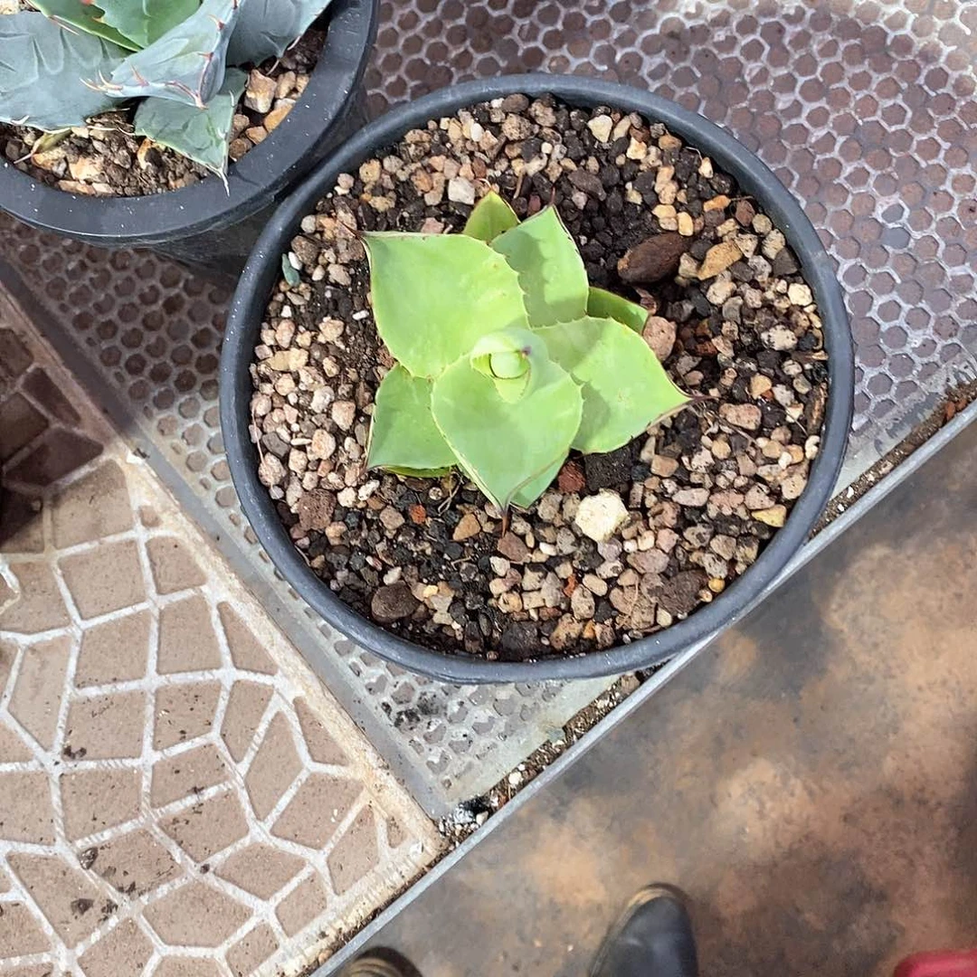 多肉植物龙蛇兰植物