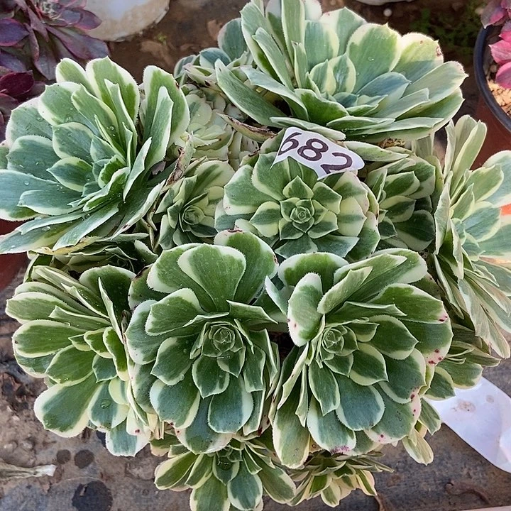 迈巴赫丛林682多肉不包断