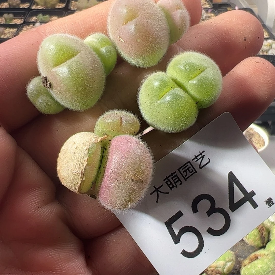 一物一拍。      534