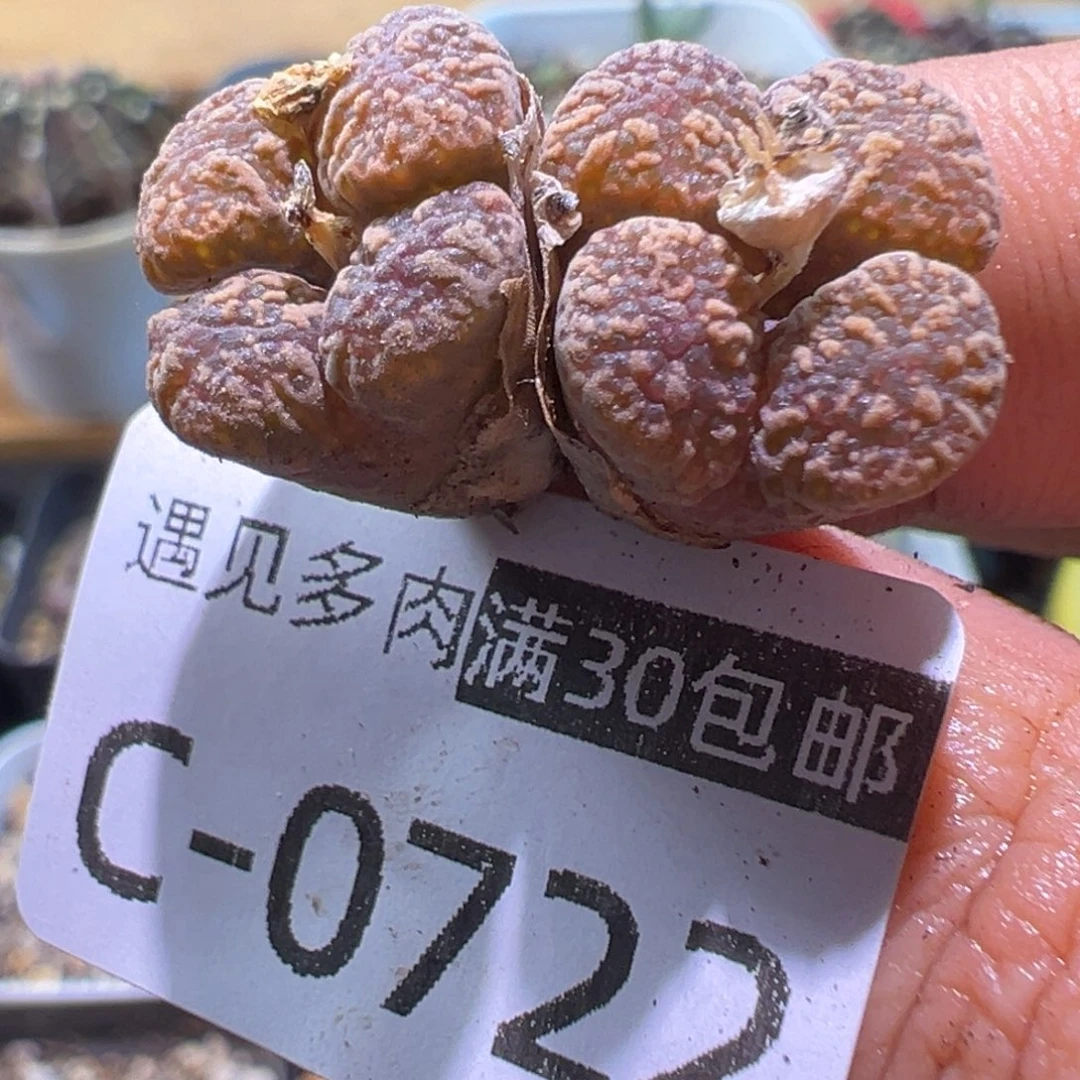 多肉植物111111111