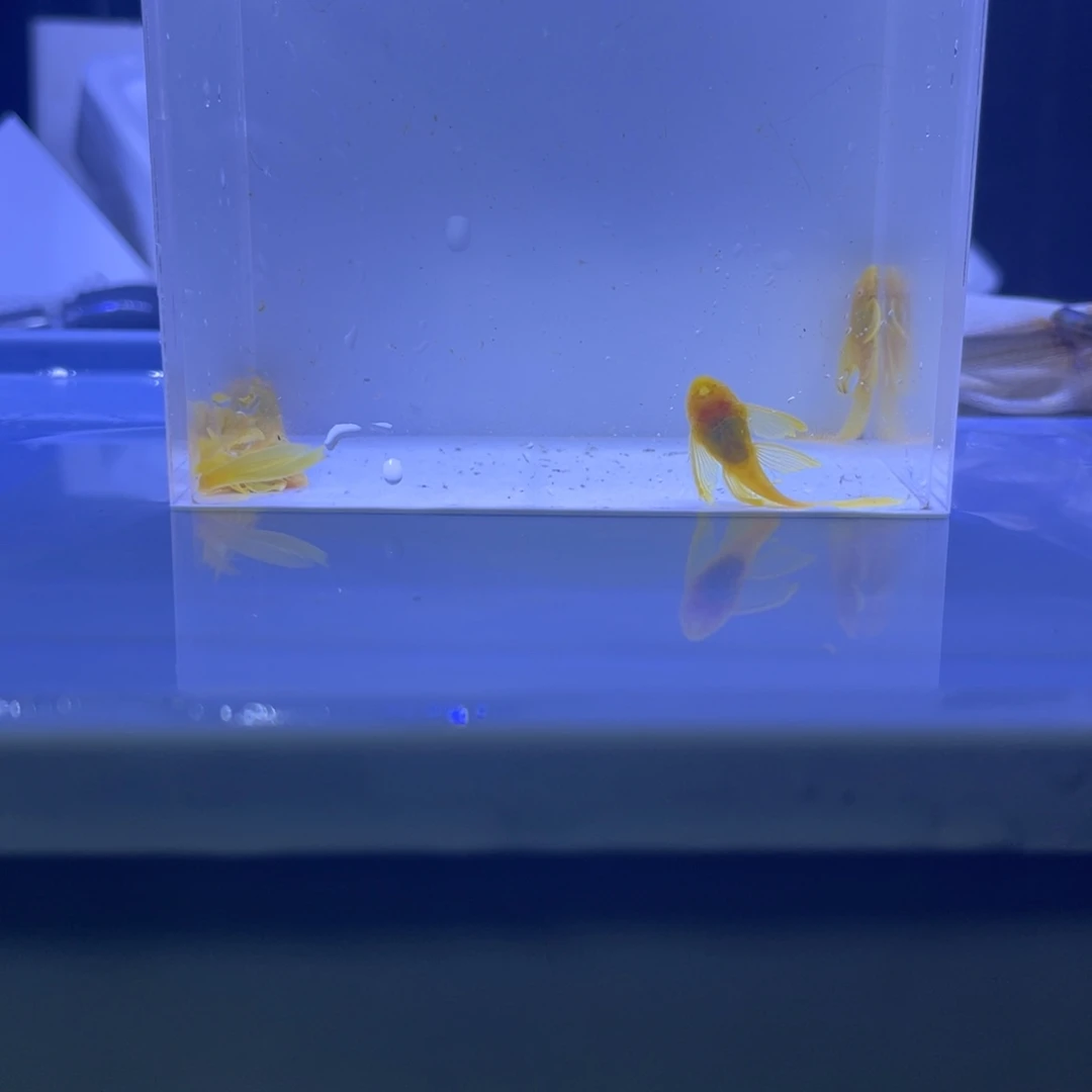 孔雀鱼大帆5条开箱视频报损